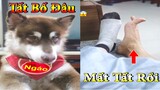 Dương KC | Ngáo Husky Troll Bố #12 | chó thông minh đáng yêu | funny cute smart dog pets Thú Cưng TV