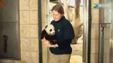 【熊猫】奥地利熊猫宝宝首次出镜的视频！叫声太魔性哈哈！