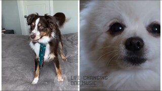Shallow but Dogs Sung It (Doggos and Gabe)