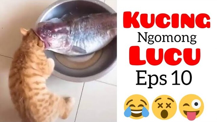 Kucing lucu bikin ngakak|video lucu kucing ngomong #10