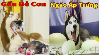 Thú Cưng TV | Ngáo Ngu Ngốc Và Đầu Gấu #7 | chó thông minh vui nhộn | Pets funny cute smart dog