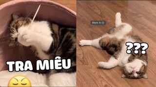 Nuôi mèo càng lâu càng phát hiện mèo rất tồi 🤣  | Pets TV