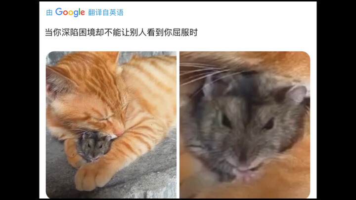 一千万浏览量推文：现实生活中的猫和老鼠！【推特X】