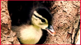 Wild Duckling Jumps 20m On Purpose.