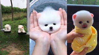 HOT TIKTOK - Những Con Vật Siêu Cute - Dễ Thương Nhất Thế Giới #42 #short #pets  cute dogs and cats