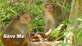 Save Me, Baby Monkey Anissa Live Near His Mom But Monkey Aron Doesn't Leave Baby Back