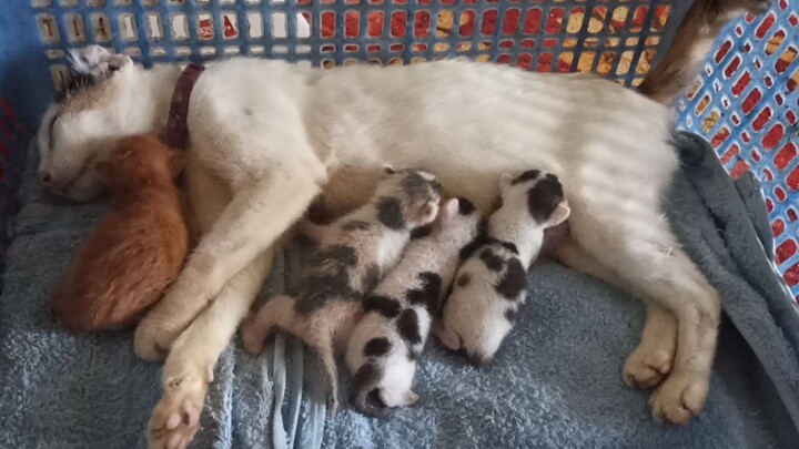 Suzuki melahirkan bayi kembar dan yang lain sang lucu