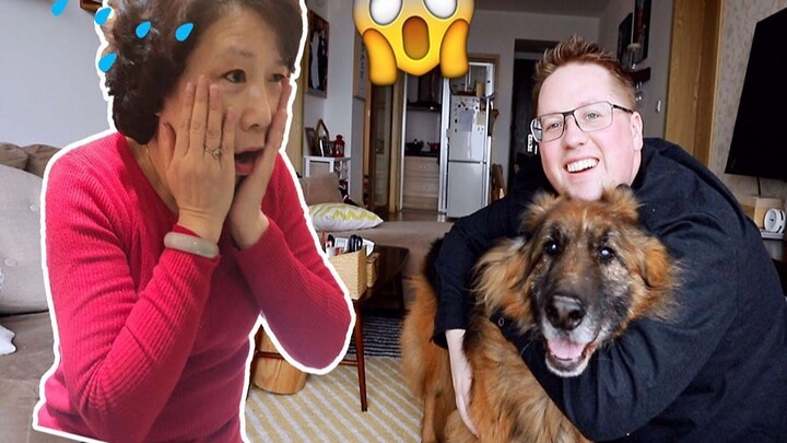 My Chinese mother-in-law was terrified that I adopted a 15-year-old large German Shepherd!