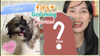 GROOMING EXPERIENCE + TIPS! SHIH TZU PHILIPPINES | SHIH TZU PH