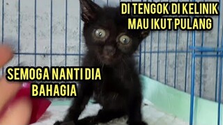 Anak Kucing Lumpuh Kehausan Di Jalanan Mencari Setetes Air Untuk Bertahan Hidup Par 2