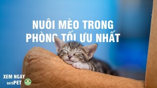 Nuôi mèo trong phòng đơn giản chỉ bằng cách này! | Dayspet