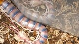 Molting Centipede