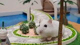 Xây dựng công viên giải trí trên đảo nhân tạo độc quyền Hamster cho chuột