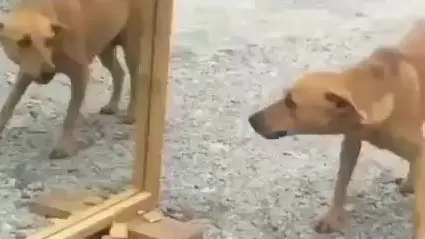 Very Funny dogs😄 - Bilibili Very Funny dogs😄 - Bilibili