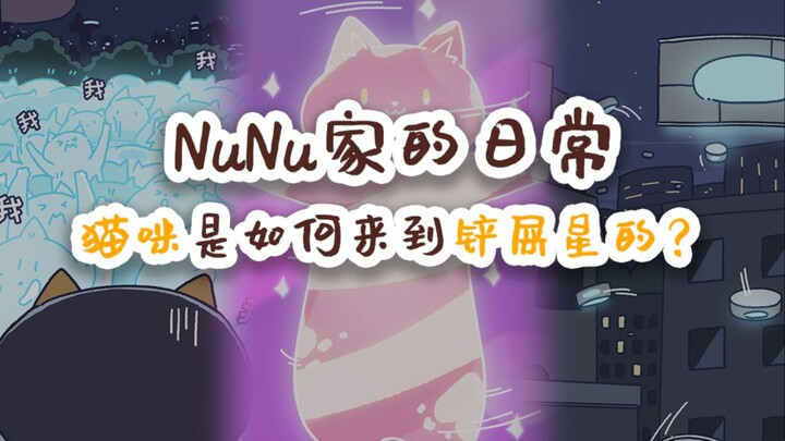 NuNu家的日常 小猫咪是如何从喵星来到铲屎星的？