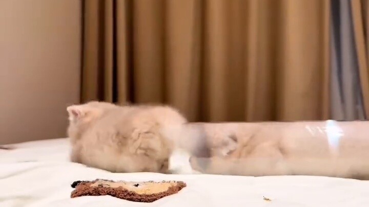 Tom dan Jerry tidak pernah berbohong padaku