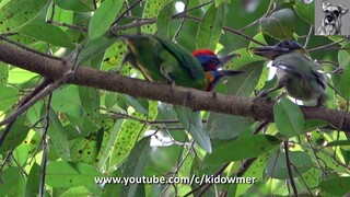 Juvenile RED-CROWNED BARBET being 'scolded" by its parent!