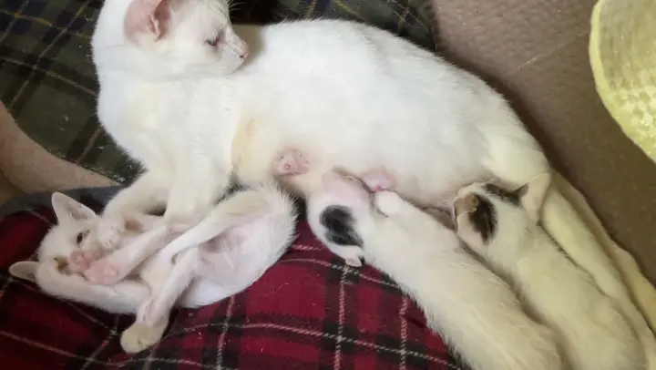 Mommy cat pins down naughty baby kitty who was pushing siblings off.