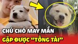 Chú chó MAY MẮN được anh tổng tài NGÔ LỖI đẹp trai cưu mang 😍 | Yêu Lu