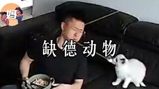 【野生人类图鉴】缺德动物行为大赏【妈见打】