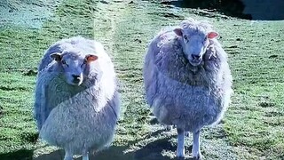 crazy sheep