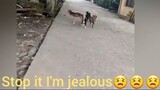 Philippines Funny Dogs Compilation