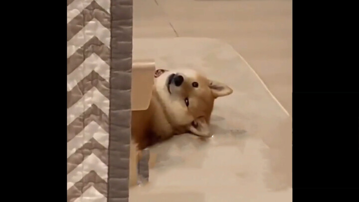 [Shiba Inu]Compilation of funny and cute moments