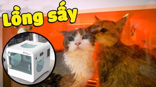 Mình đã mua 1 chiếc lồng sấy lông cho các bé mèo | The Happy Pets #65