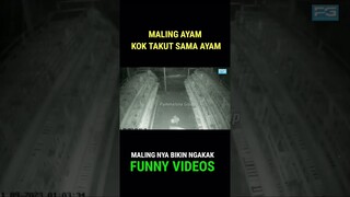 Maling Ayam Kok Takut Sama Ayam || Malingnya Bikin Ngakak Funny Videos