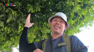 Canh chua cá bớp lá me | Nét ẩm thực Việt | VE Channel