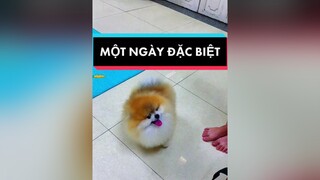 HÔM NAY LÀ NGÀY CON GÁI TUI ĐI LẤY CHỒNG ❤️❤️❤️ Hogipom    Votuongvy1196 TuongVyVy xuhuong pomeranian phocsoc dog thucung omg