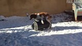 Funny Pet Fails_ Funniest Pet Video Compilation _ FailArmy