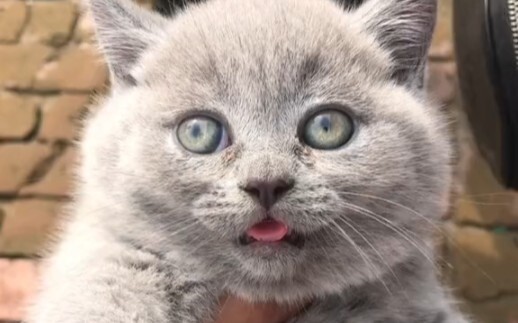 Bạn đã bao giờ nhìn thấy bất cứ điều gì như thế này? ? ?