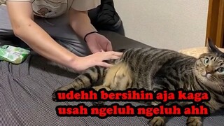 MANUSIA JADI BUDAK KUCING