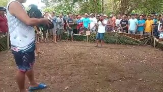 nakakuha ng baka...fastest kill