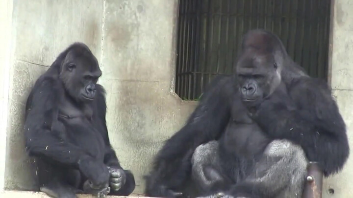 The quarrel of the gorilla couple