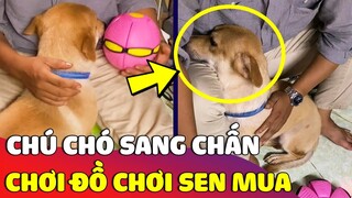 Biểu cảm 'HÀI HƯỚC' của chú chó khi được Sen 'MUA ĐỒ CHƠI' nhưng nó chơi kiểu lạ lắm 😅 | Gâu Đần