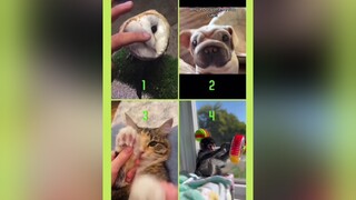 Which is the cutest? Got to be the 🙉? DONT FORGET TO FOLLOW THE BOSS 😎 fyp fypage foryou cuteanimals cutemonkey cutedog cutecats cuteowl cutevideo fypp viral