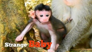 Strange....​Baby​ ​Monkey​ Strongly​ Full Energy, Baby Jinx Clever to Think About How to Her Walking