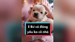 Cả nhà chào e Bư đi ạ.  cunyeucuadua chó chócon chókhôn chócute