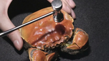[Kuliner] Cara Membuka Cangkang Kepiting Dengan Anggun
