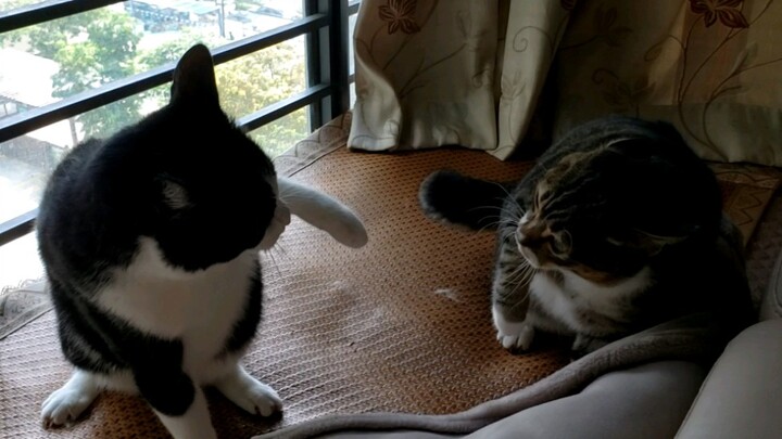When two cats fight