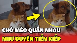 2 Bé chó và mèo luôn QUẤN LẤY NHAU như có DUYÊN TIỀN KIẾP 😍 | Yêu Lu