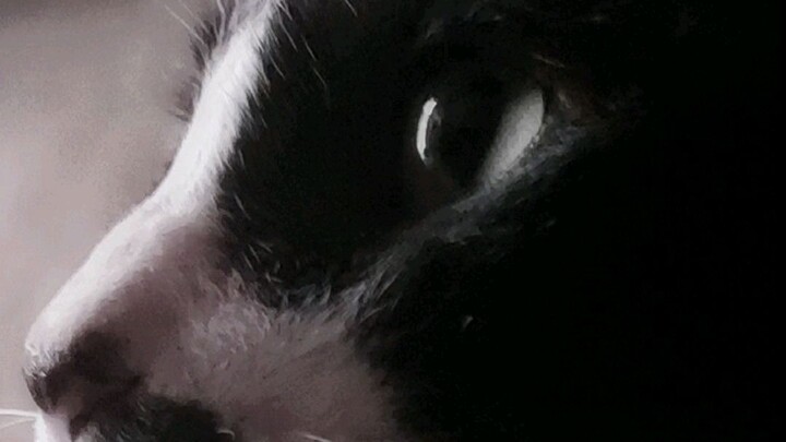 meow(ming²)