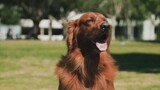 Golden Retriever one of the best dog breeds 😍