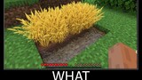 Minecraft รออะไร meme part 77 minecraft wheat ที่เหมือนจริง