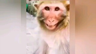 Pt.8 Compilation animal funny.