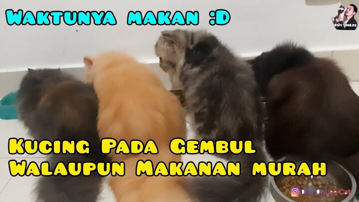 KUCING GENDUT WALAU MAKANAN MURAH - Kasih Makan Kucing
