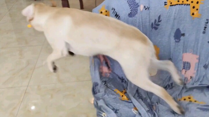 Dog|The Labrador Becomes Excited When Its Master Returns
