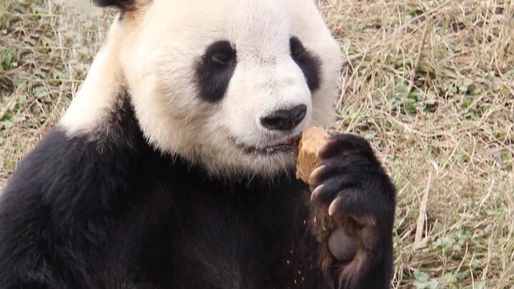 [Animals]A panda falls in love with steamed bun at first bite